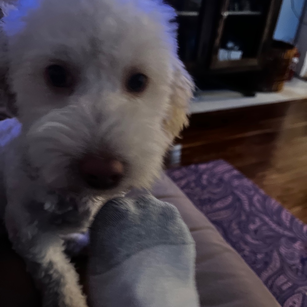 Meet your Posher, Gelsey